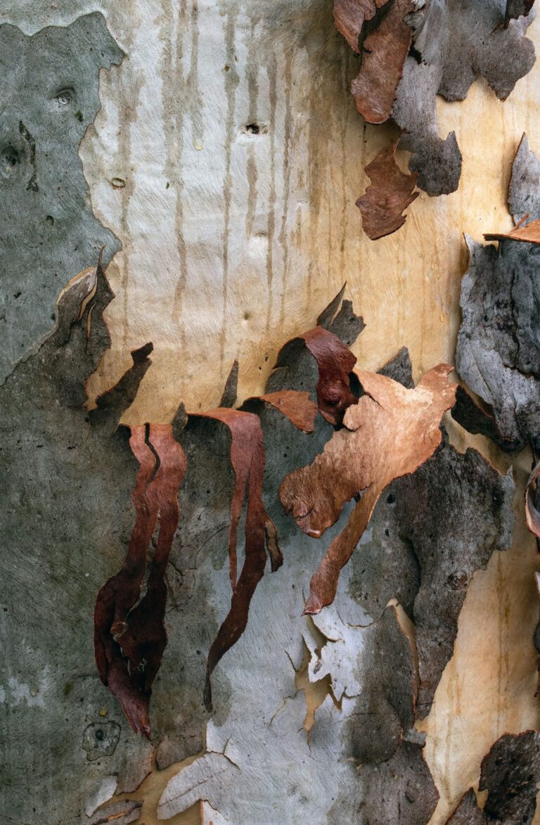 Eucalyptus Ode